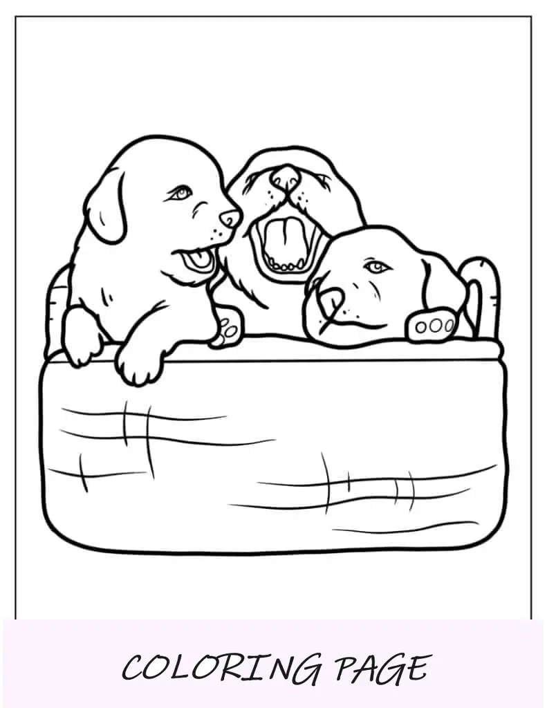 Três cachorrinhos na cesta