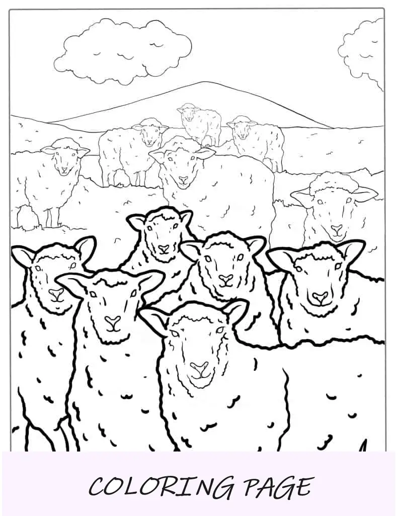 Rebaño De Ovejas De Pie En El Paddock Para Colorear