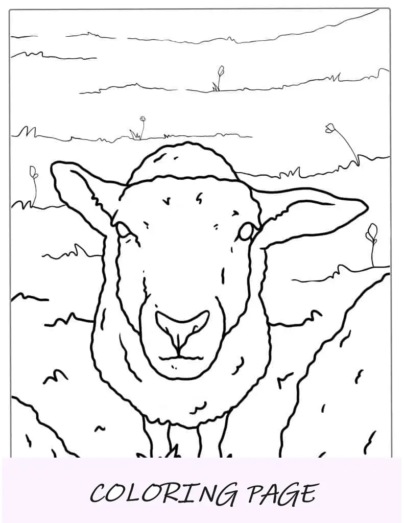 Ovejas De Pie En Un Campo Página Para Colorear