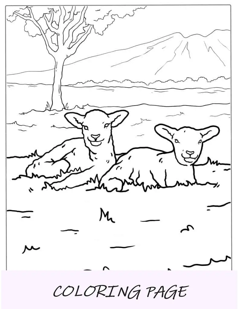 Dos lindos corderos descansando sobre la hierba para colorear