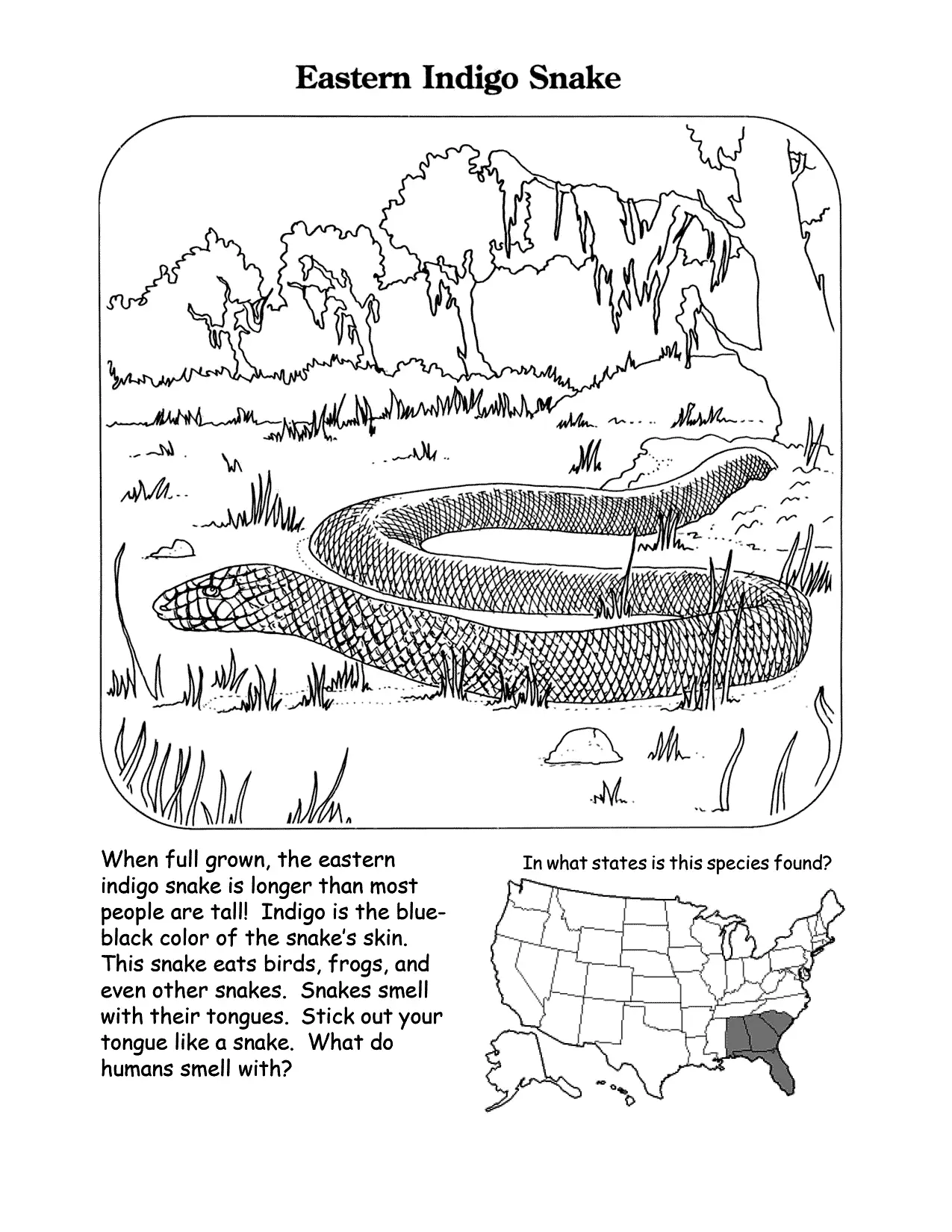 Easter Indigo Snake Coloring Worksheet