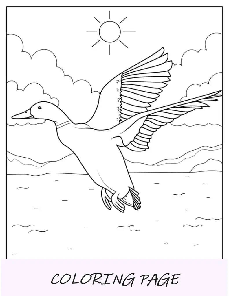 Ente mit offenen Flügeln, bereit zum Fliegen