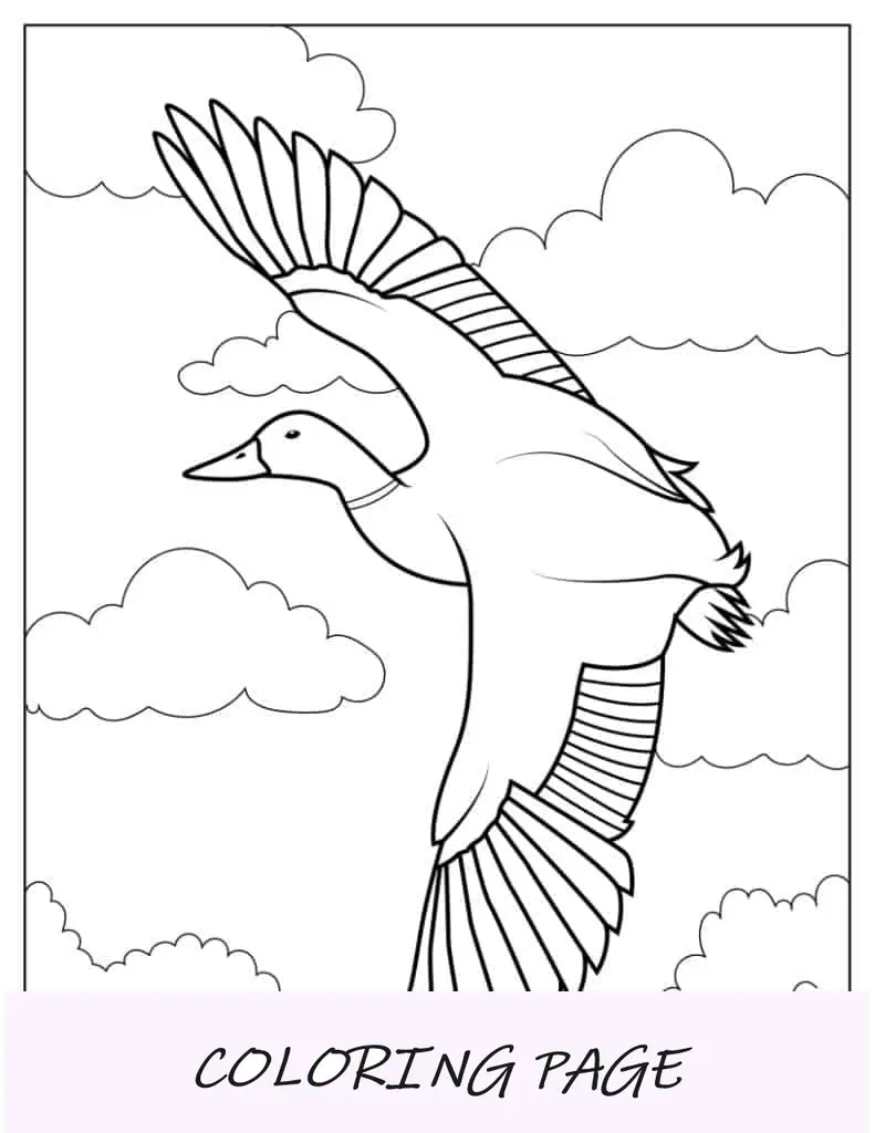 Malvorlage einer fliegenden Ente