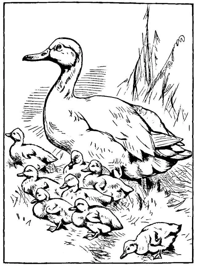 Duck And Duckligs Coloring Page