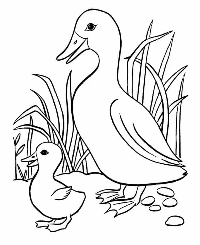 Duck Adn Duckling Coloring Pages