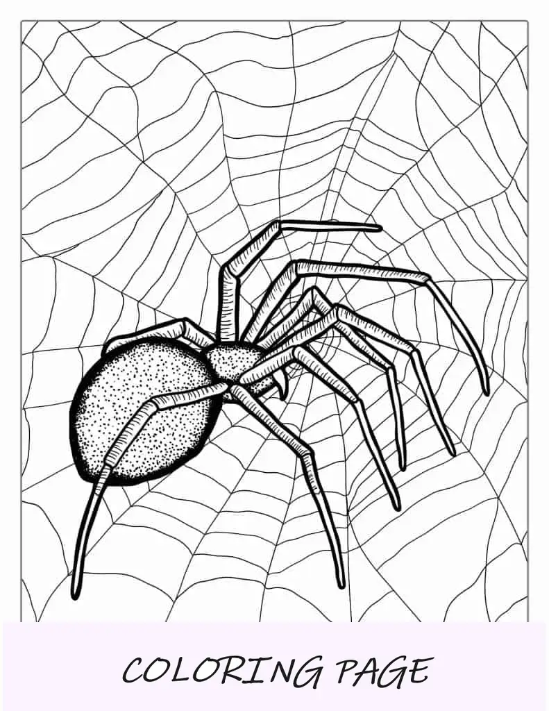 Folha detalhada para colorir da aranha viúva negra