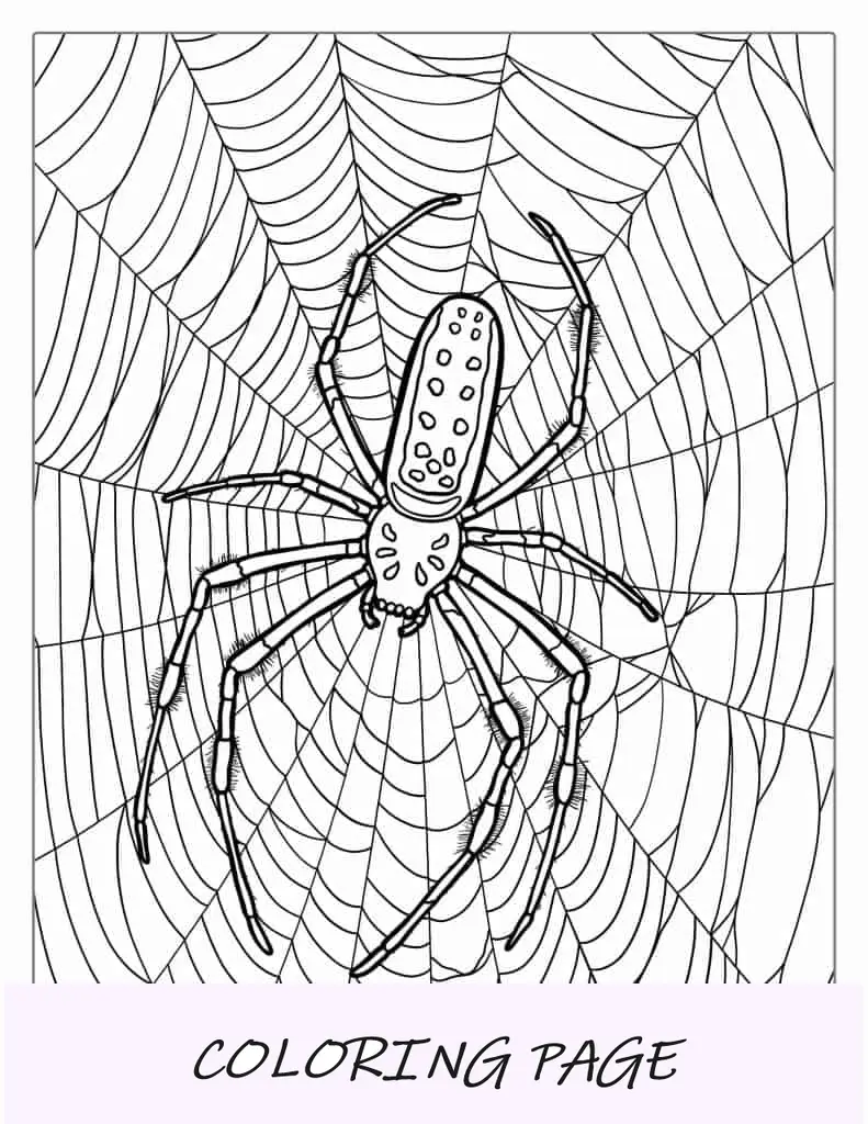 Aranha Huntsman detalhada na web para colorir (1)