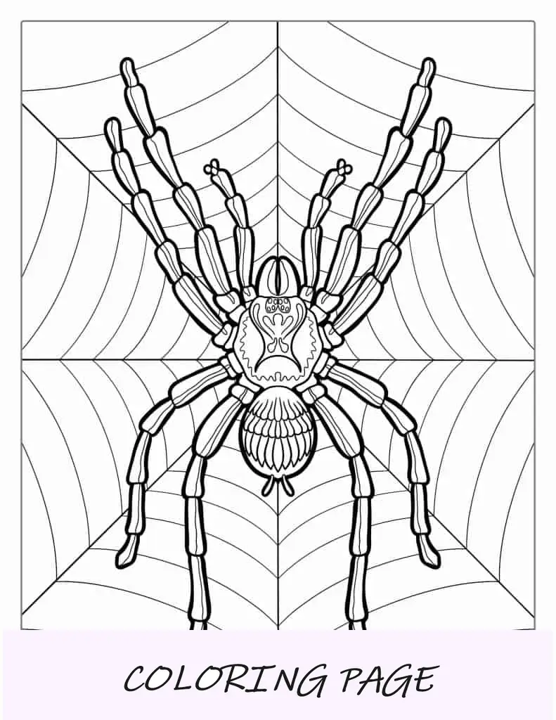 Aranha Huntsman detalhada na web para colorir