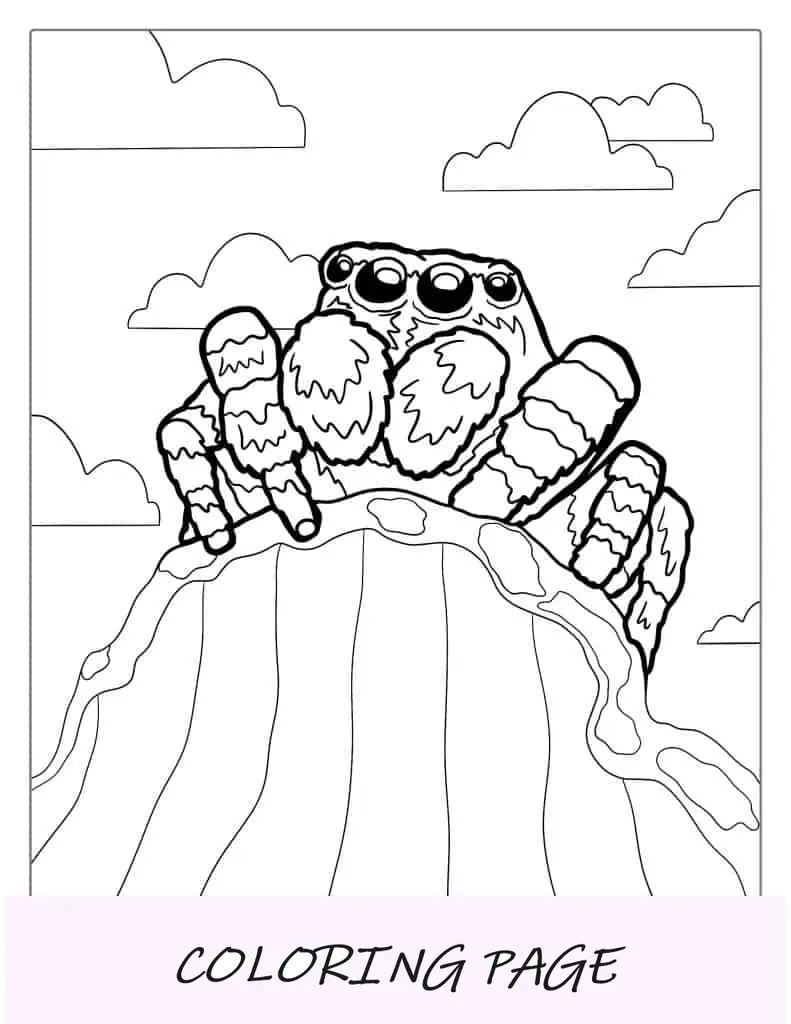 Folha para colorir de aranha do Himalaia para crianças