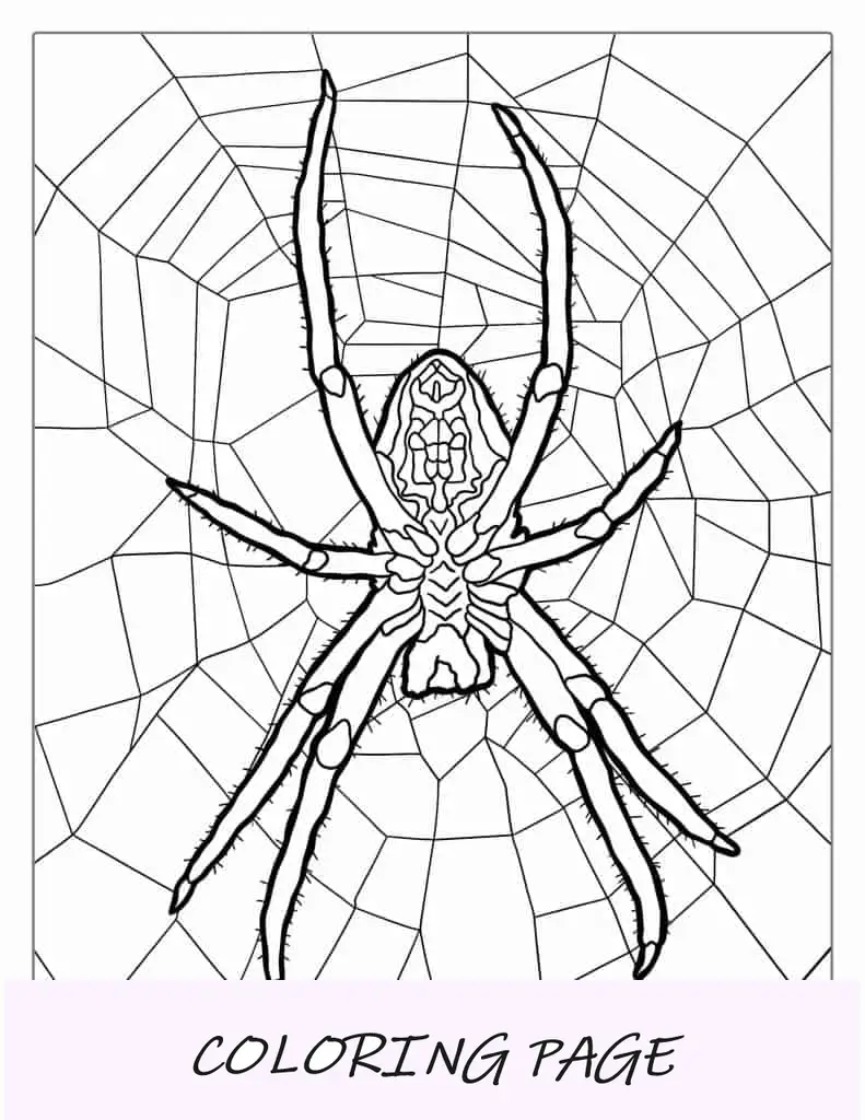Página para colorir do Huntsman Spider na Web
