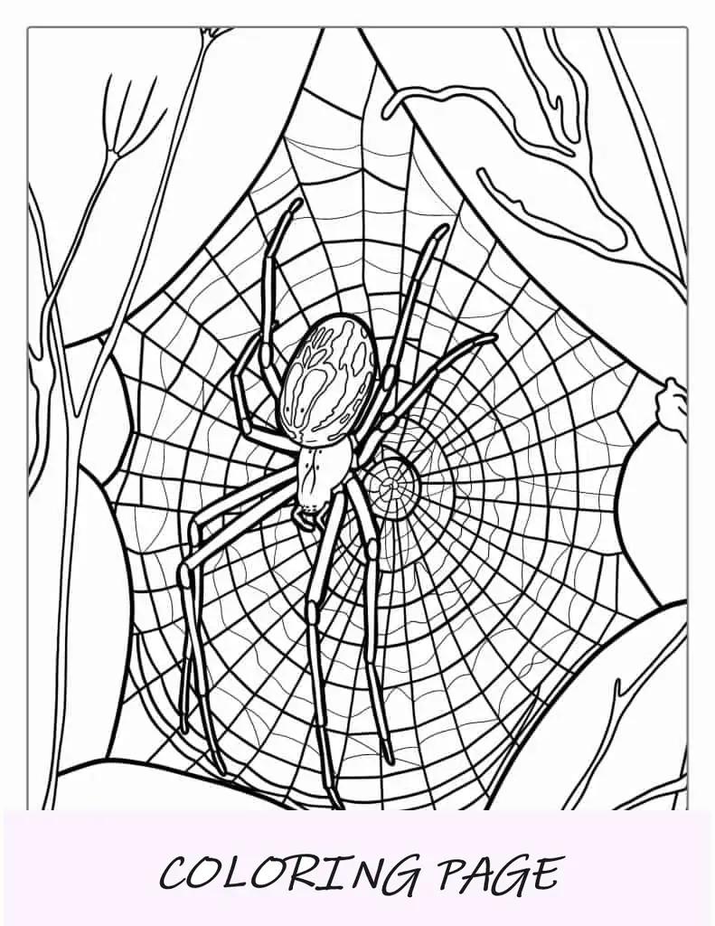 Página para colorir de aranha de jardim europeia