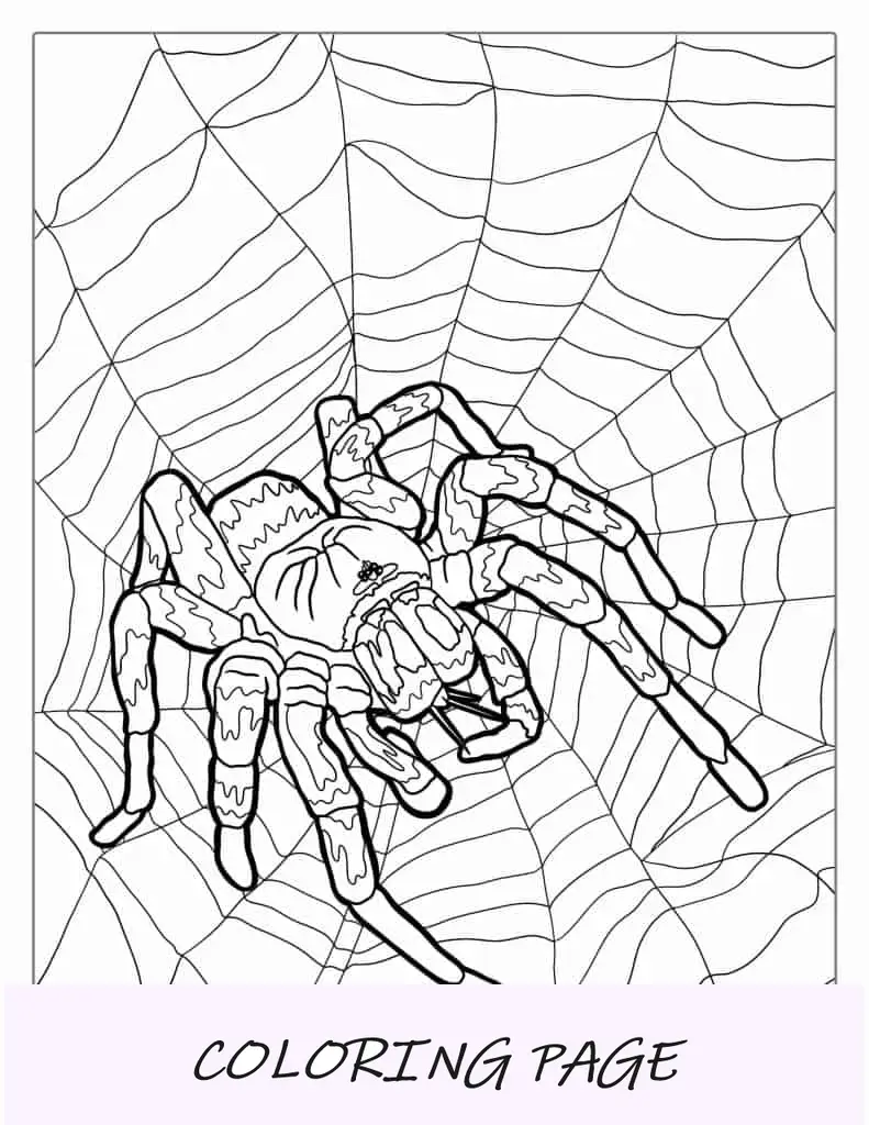 Página para colorir de tarântula mexicana