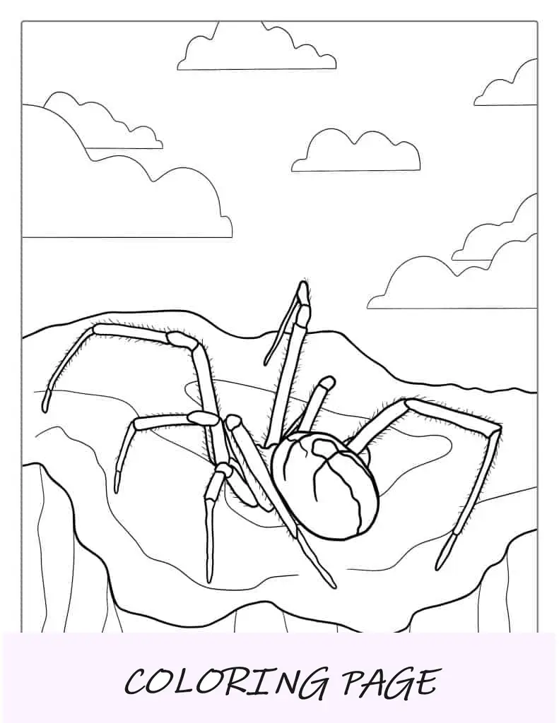 Folha para colorir de aranha venenosa de dorso vermelho