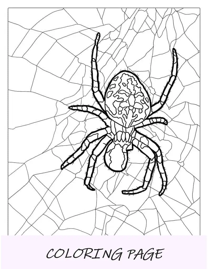 Página para colorir de aranha sac