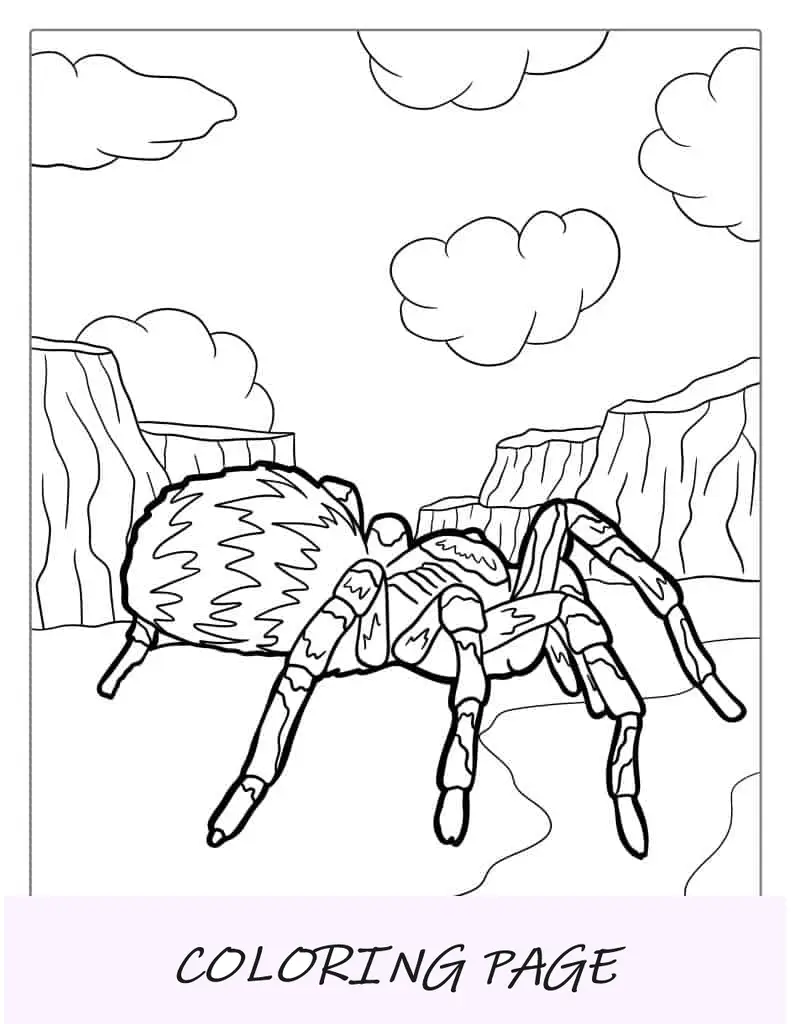 Página para colorir de tarântula