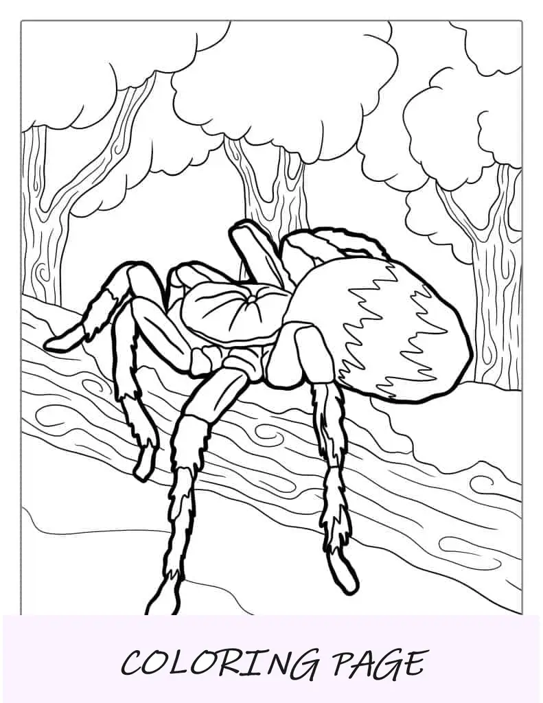 Aranha tarântula descansando no tronco para colorir