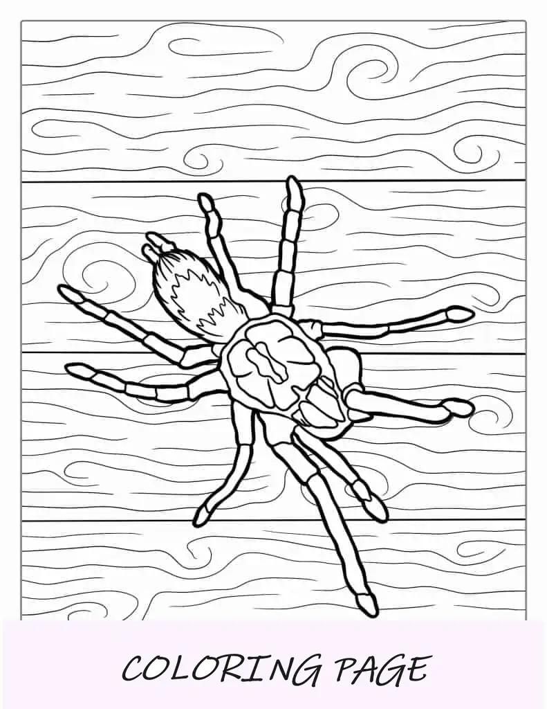 Folha para colorir de tarântula marrom do Texas