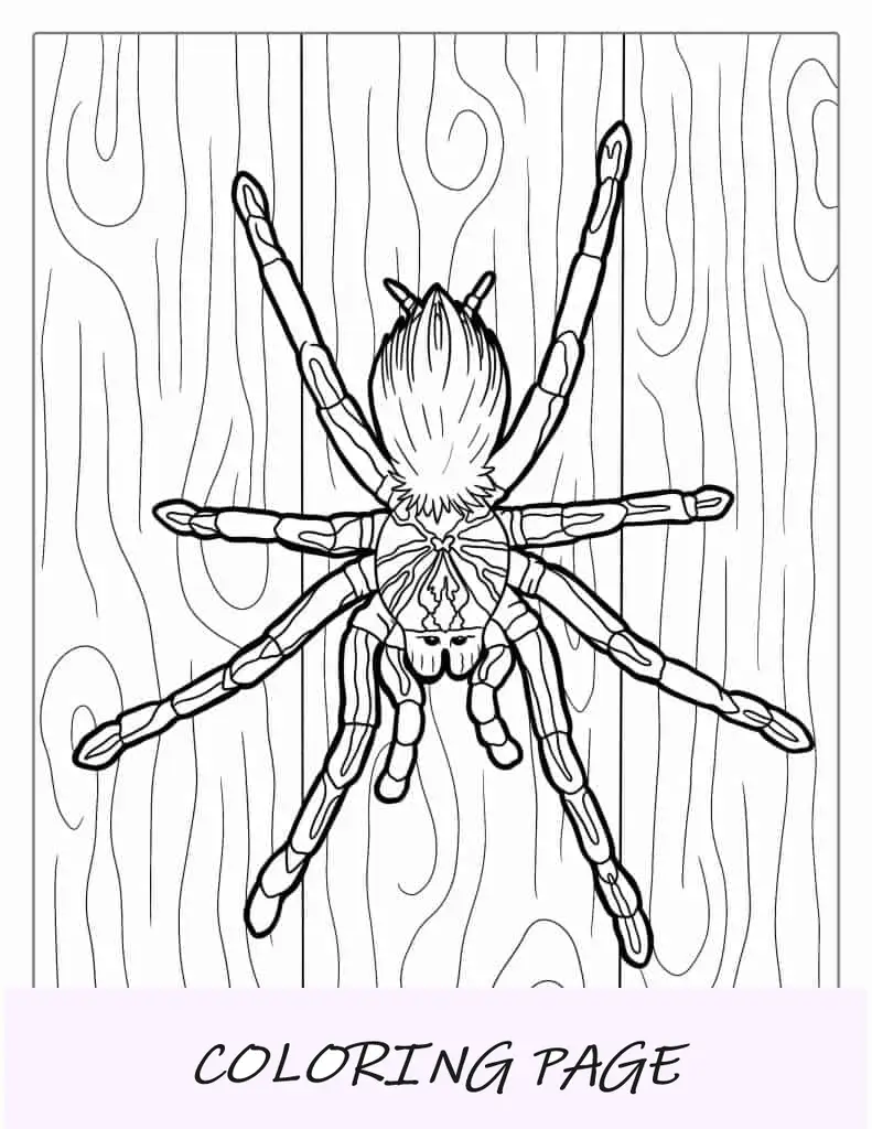 Página para colorir de tarântula gigante