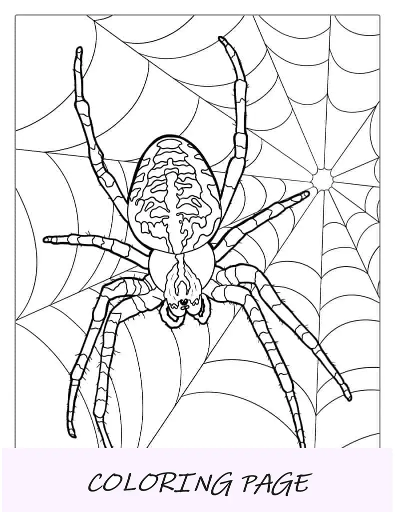Página para colorir da grande aranha na web