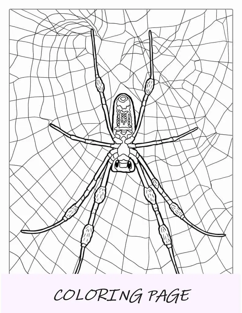 Folha para colorir de aranha marrom