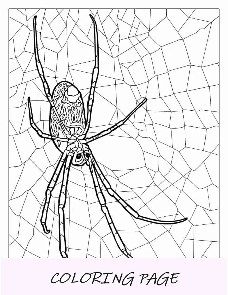 Página para colorir de aranha marrom