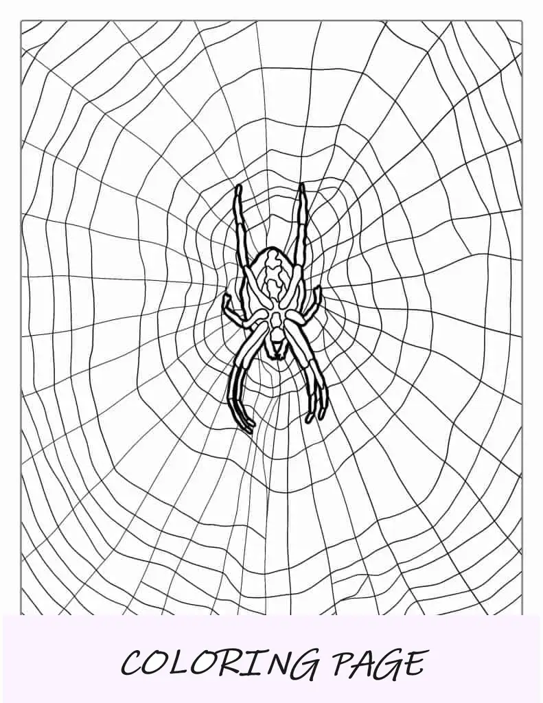 Aranha doméstica comum na web