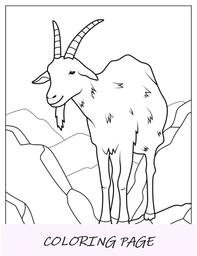 Dibujo para colorear de una cabra con barbilla peluda