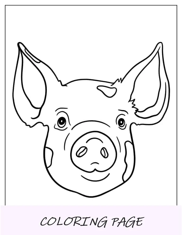 Esboço simples de uma cabeça de porco para colorir