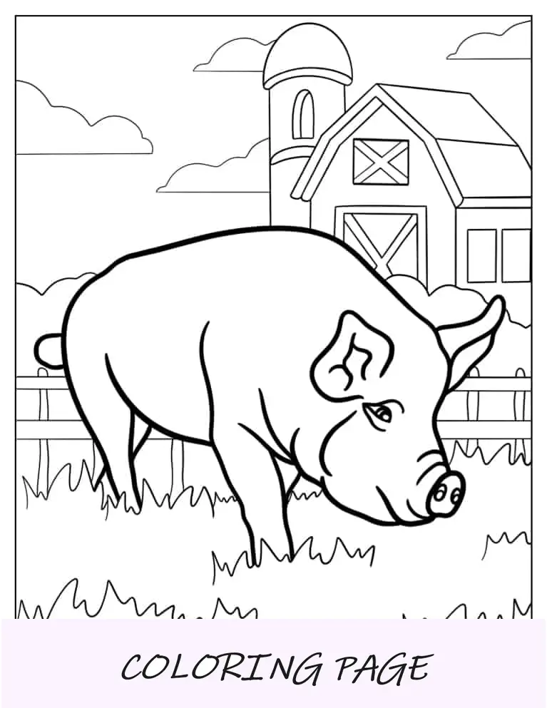 Página para colorir de um porco de aparência realista