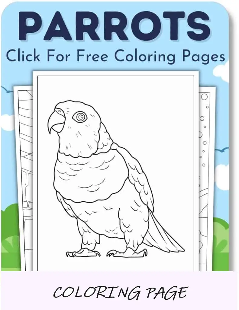 Desenhos para colorir de papagaios