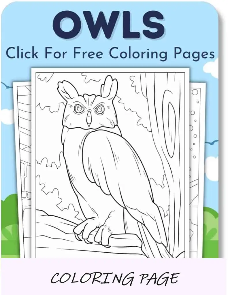 Desenhos para colorir de corujas_