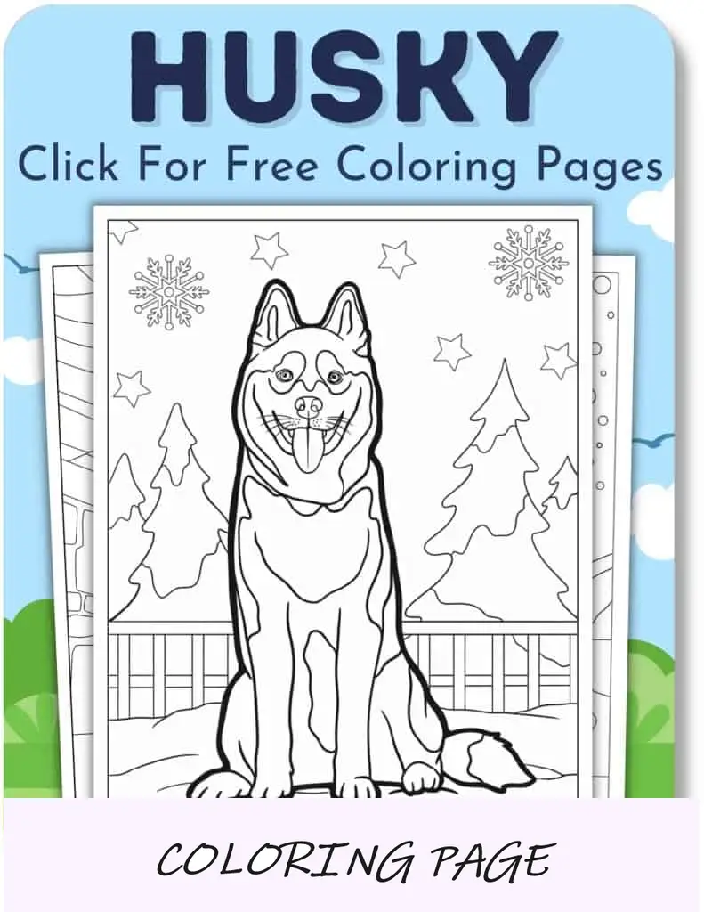 Desenhos para colorir de Husky