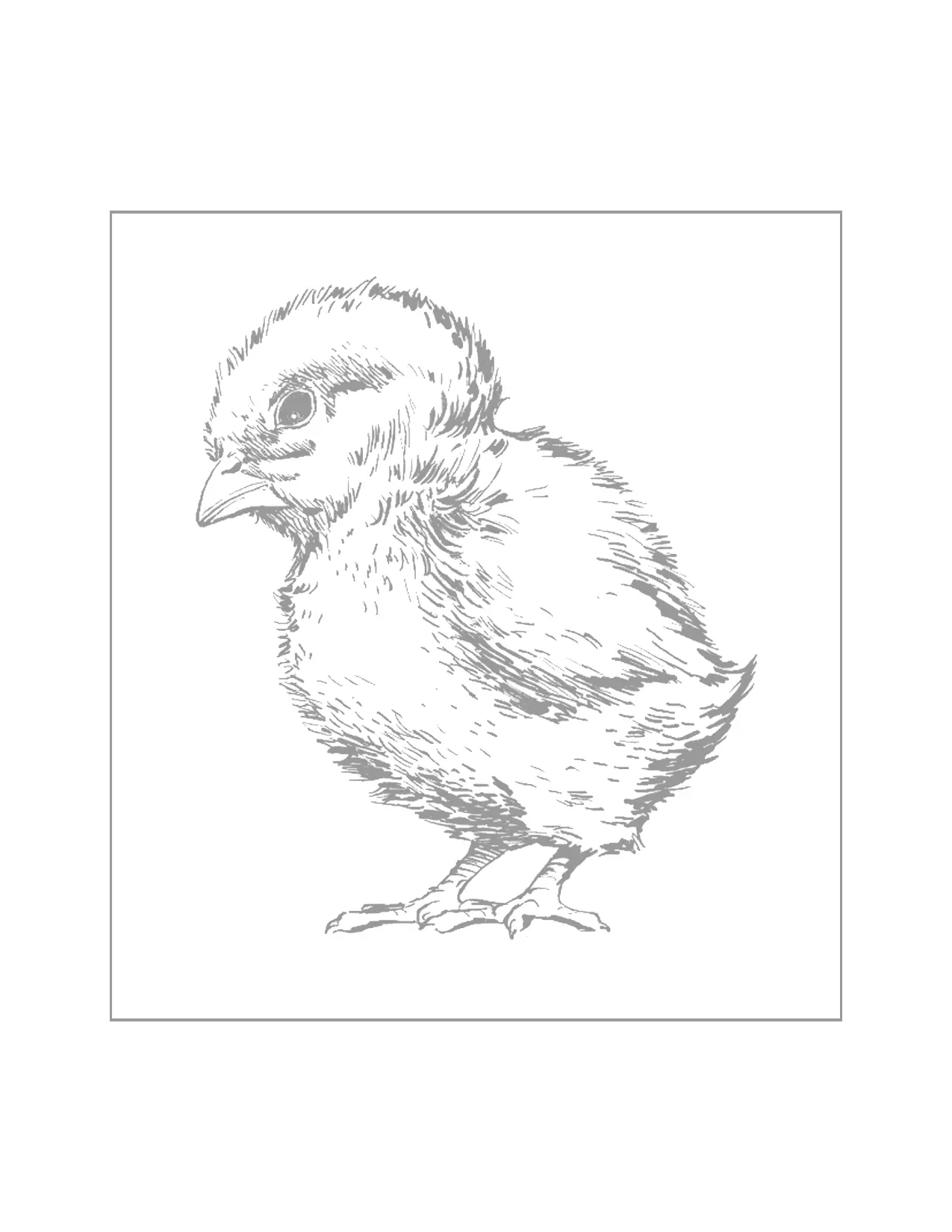 Realistic Baby Chick Tracing Coloring Page