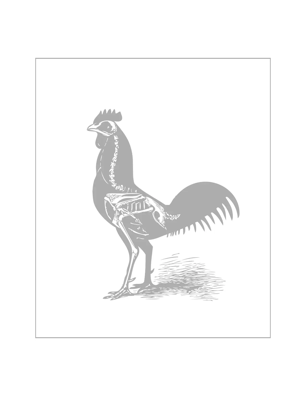 Chicken Skeleton Printable Sheet