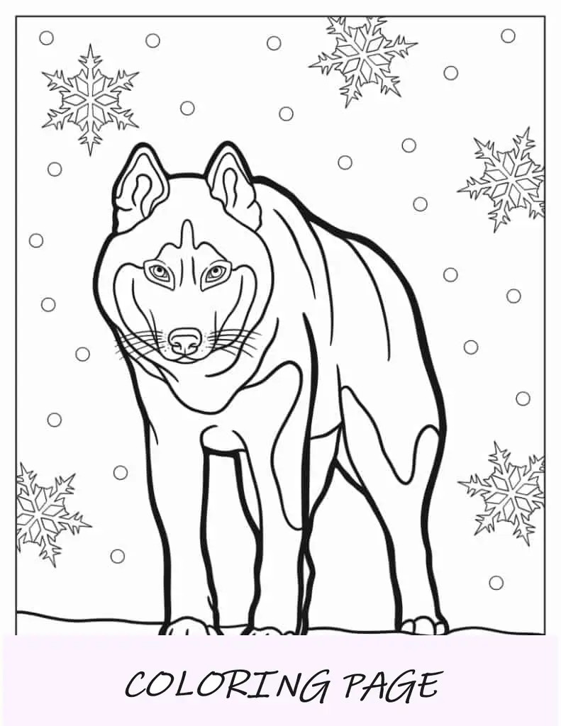 Husky de aparência feroz para colorir