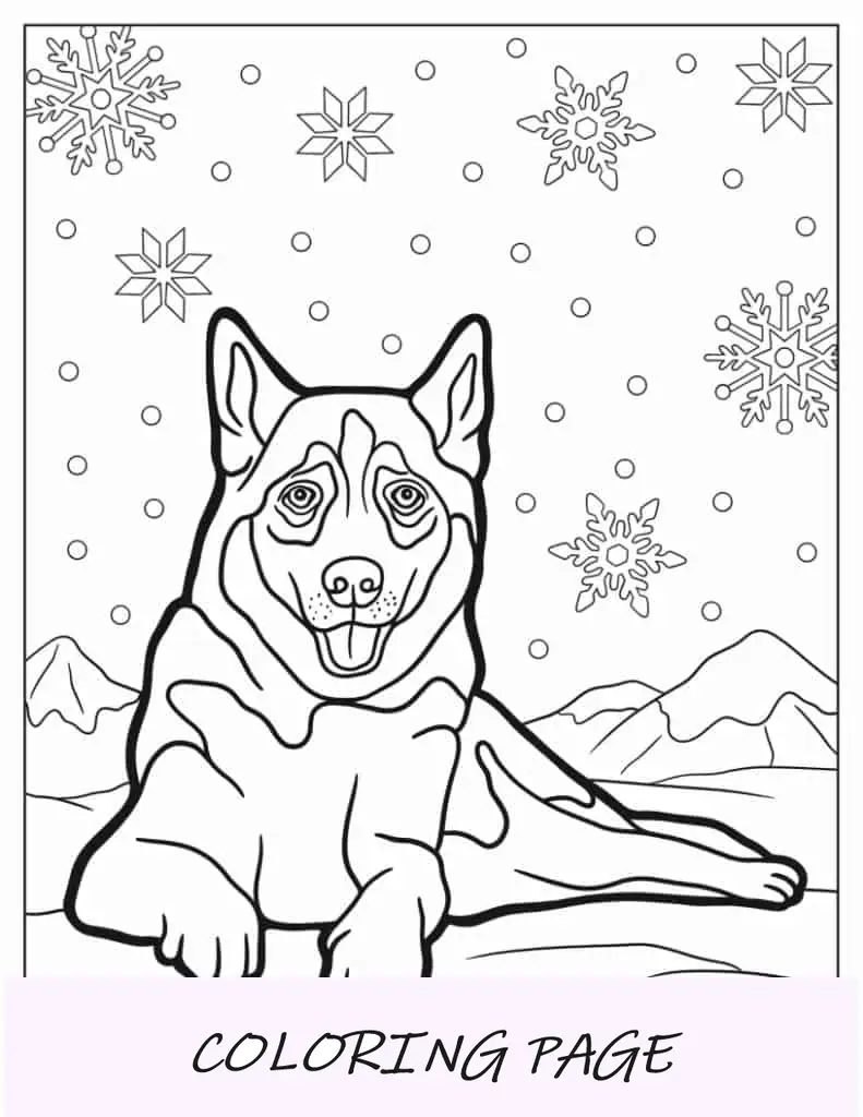 Husky adulto descansando na neve