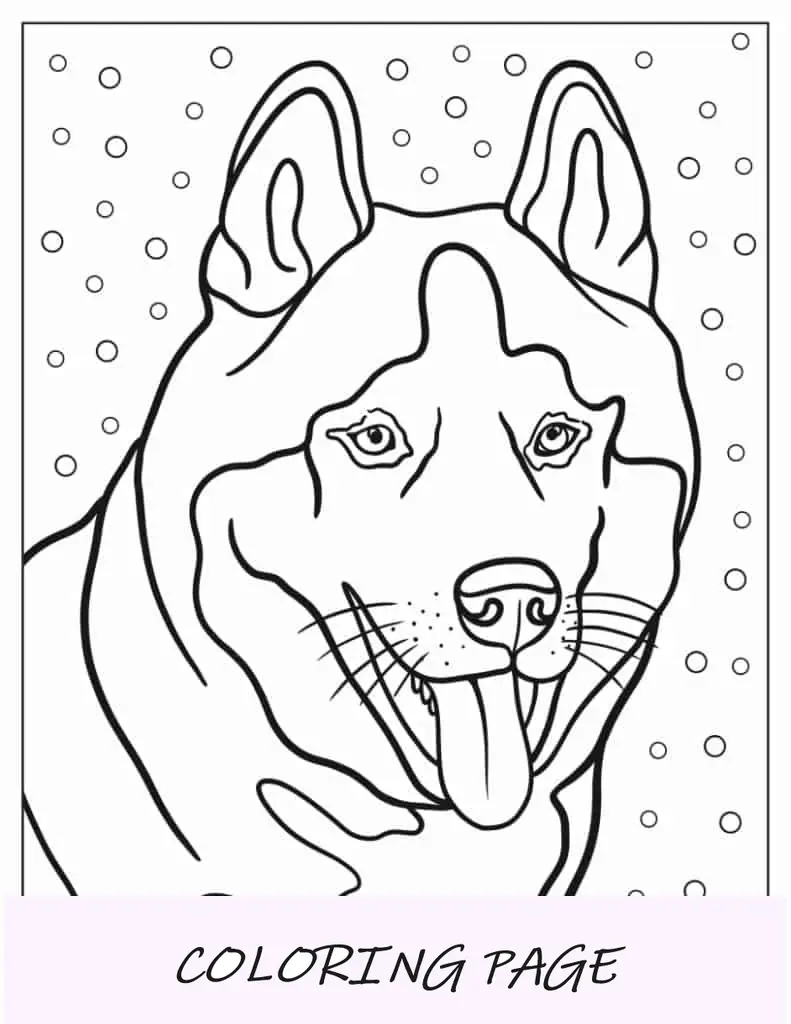 Husky adulto na neve para colorir