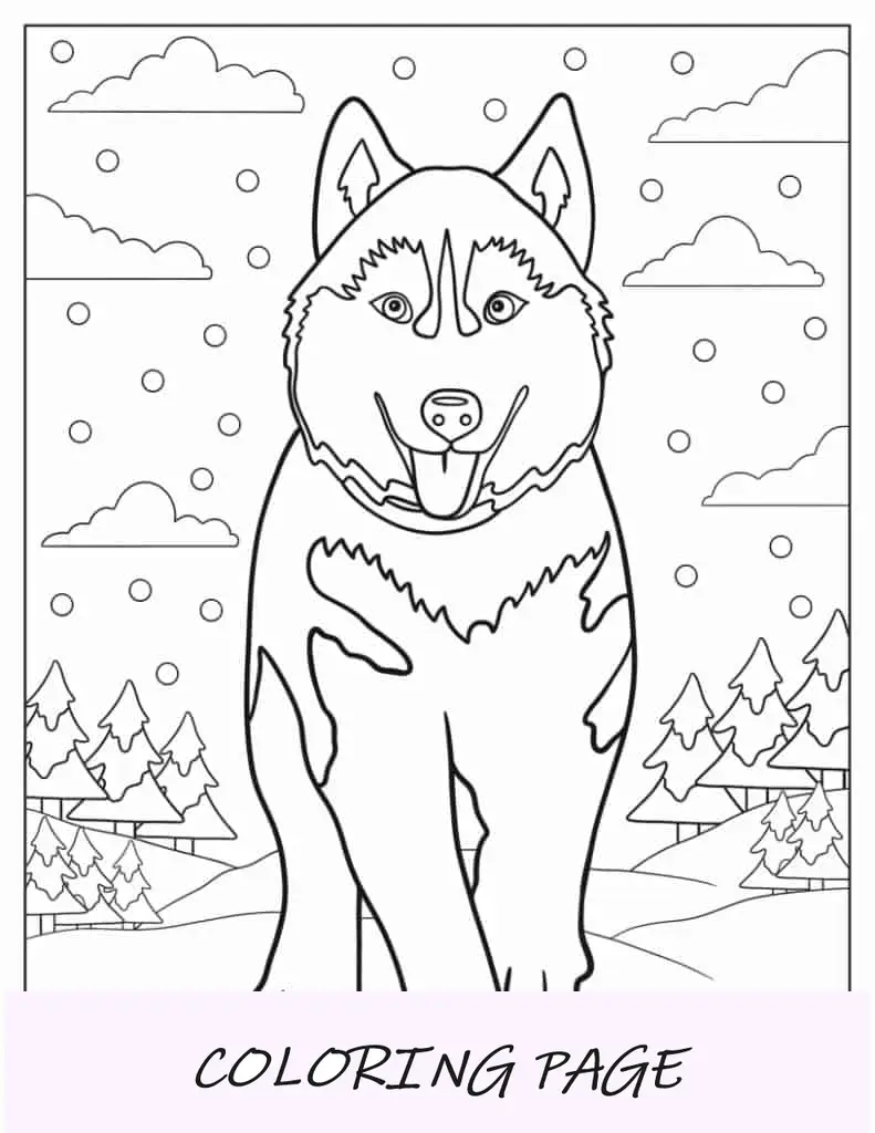 Husky Siberiano Fofo para Colorir