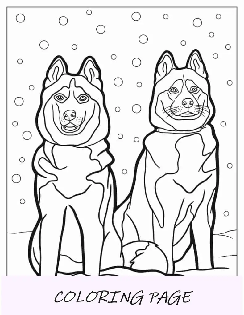 Dois cães Husky adultos para colorir