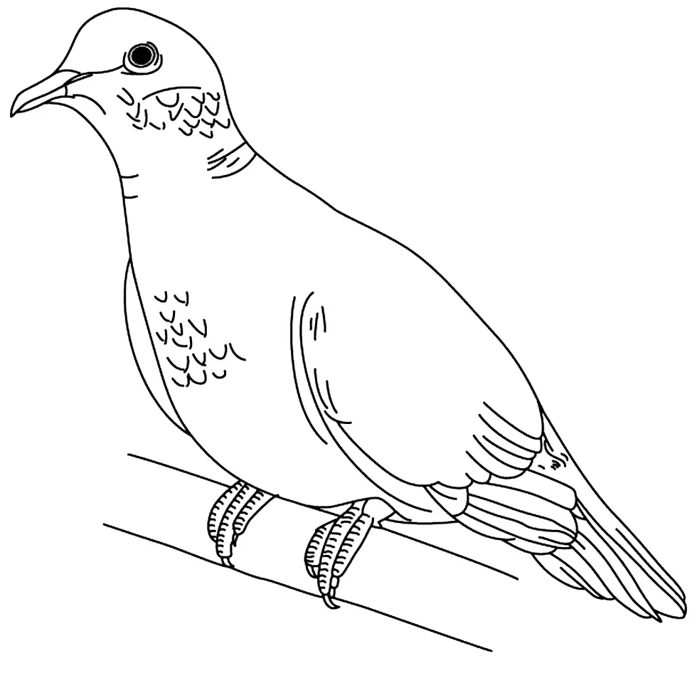 Dove Printable Coloring Pages