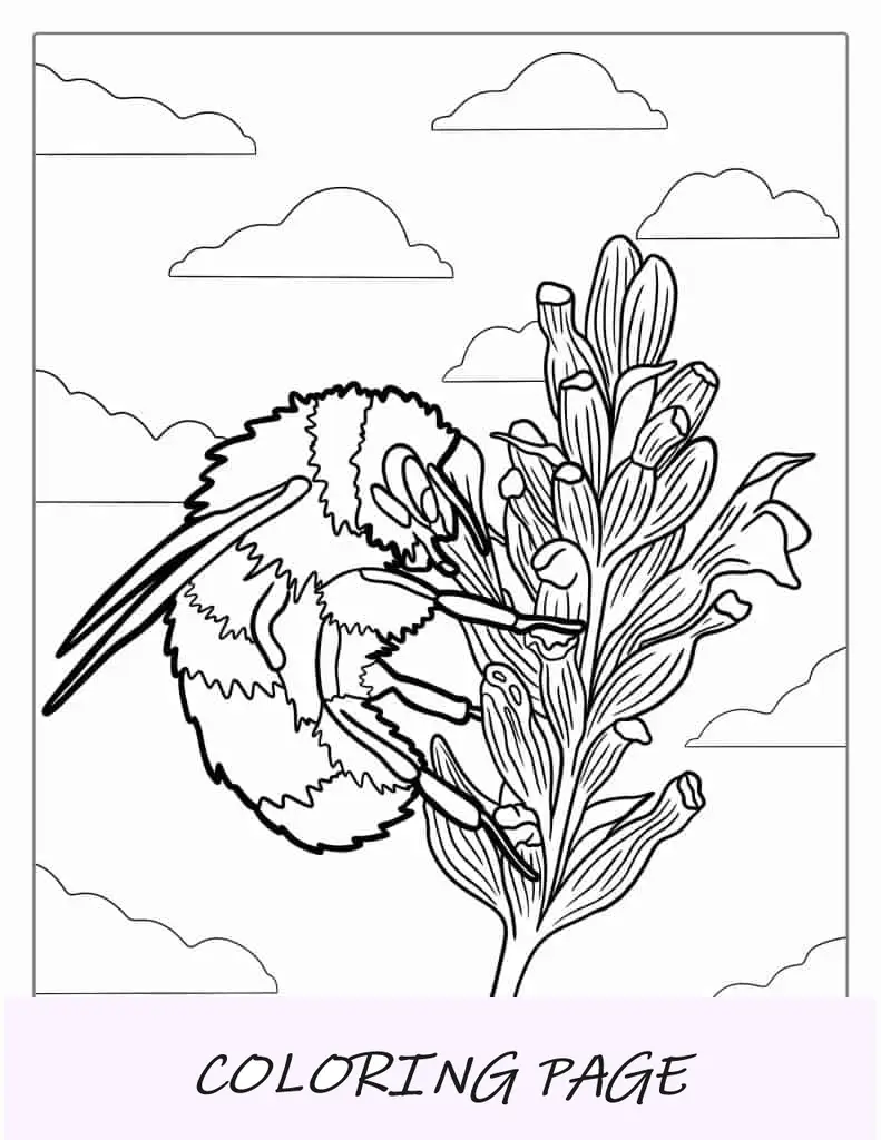 Abejorro extrayendo polen de una flor Página para colorear