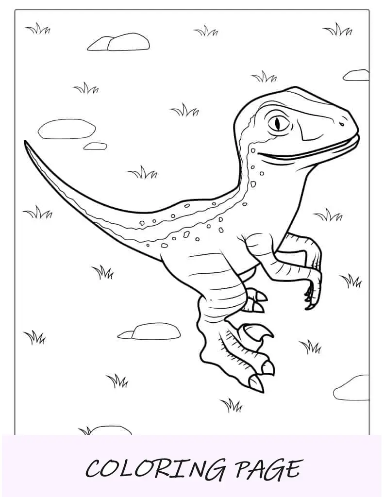 Malvorlage eines Baby-Velociraptors