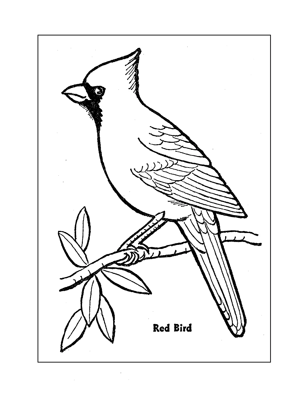 Pagine da colorare cardinali