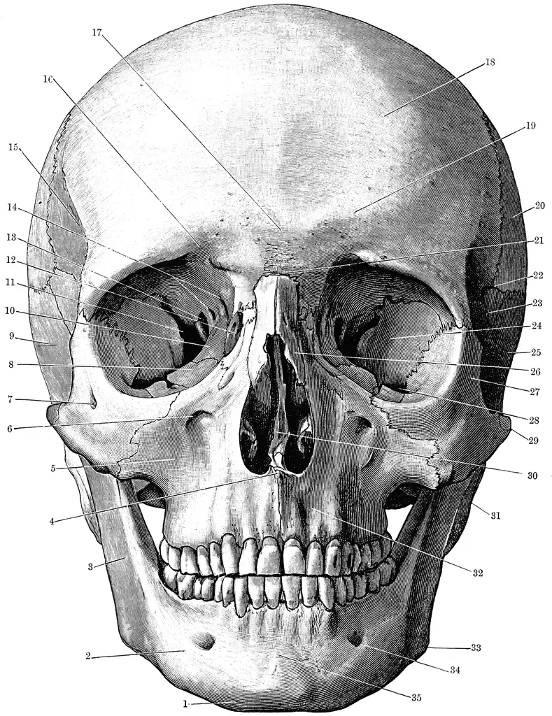 Páginas para colorear de anatomía del cráneo