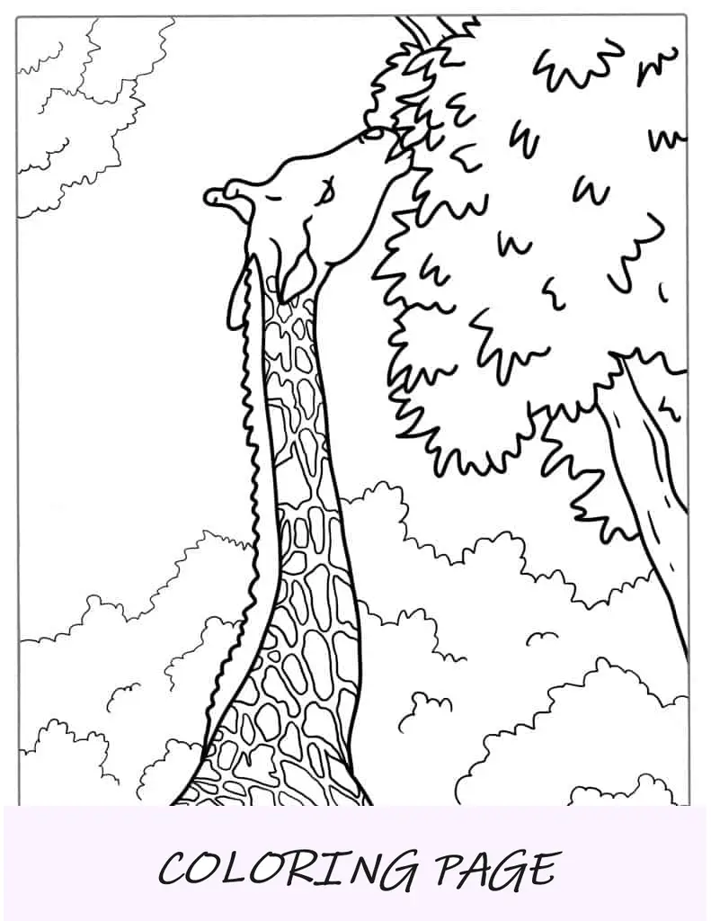 Jirafa realista comiendo hojas del árbol para colorear