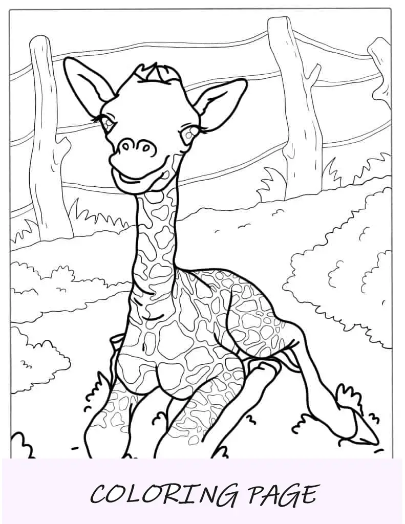 Cría de jirafa descansando para colorear