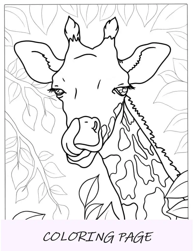 Cerca de jirafa lamiendo la nariz para colorear