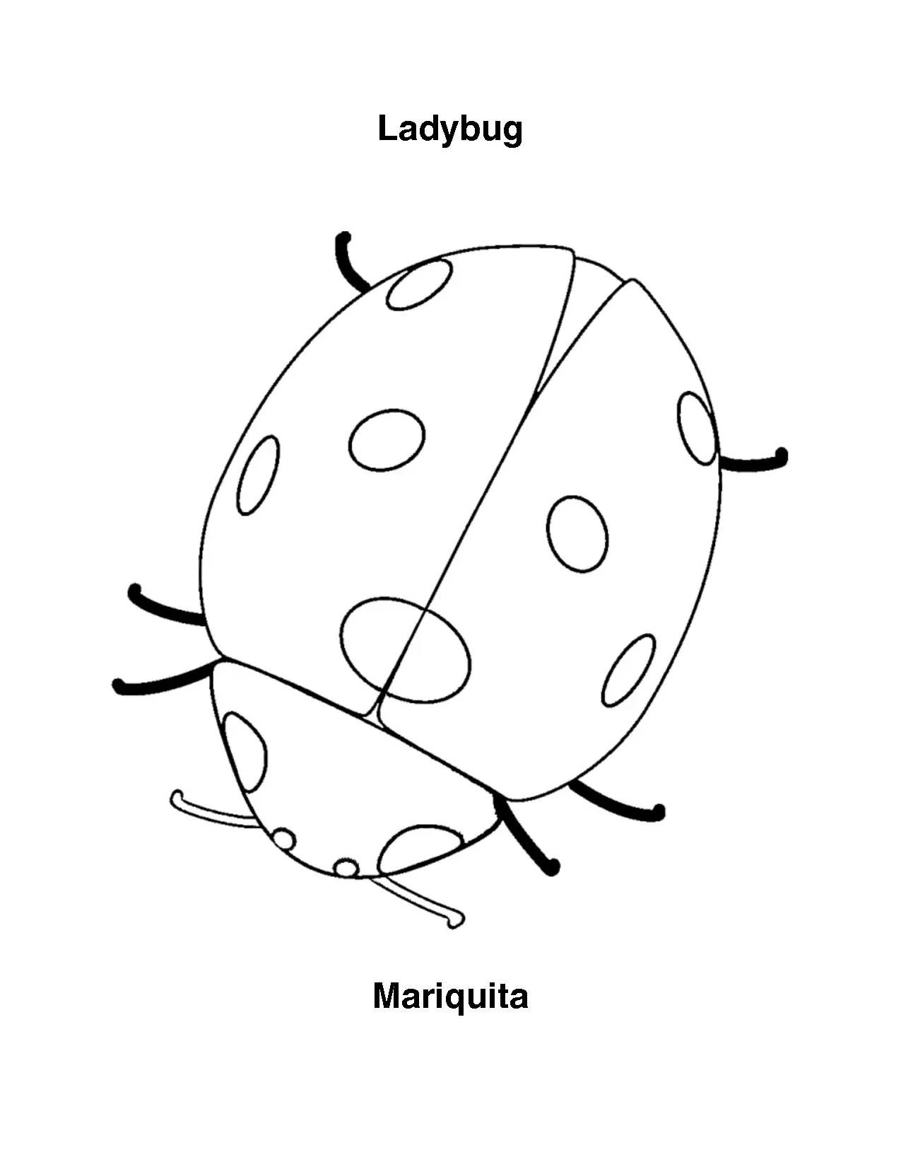 Páginas para colorir joaninha