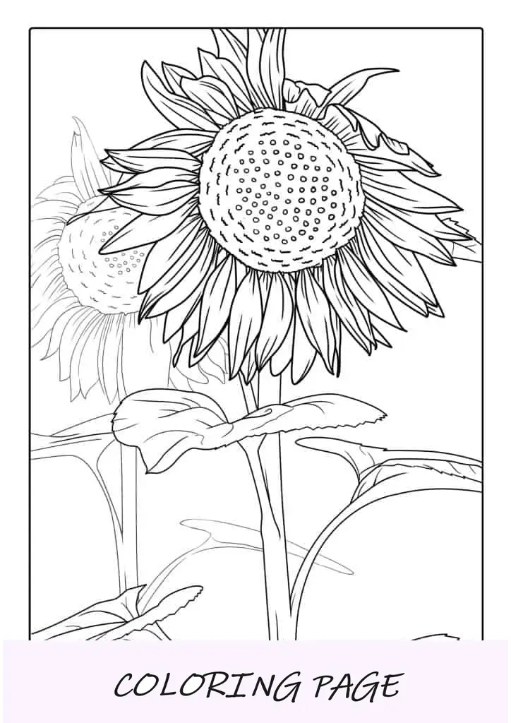 Página detallada para colorear para adultos de girasoles