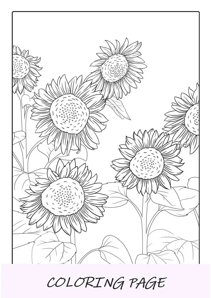 Campo De Girasoles Página Para Colorear